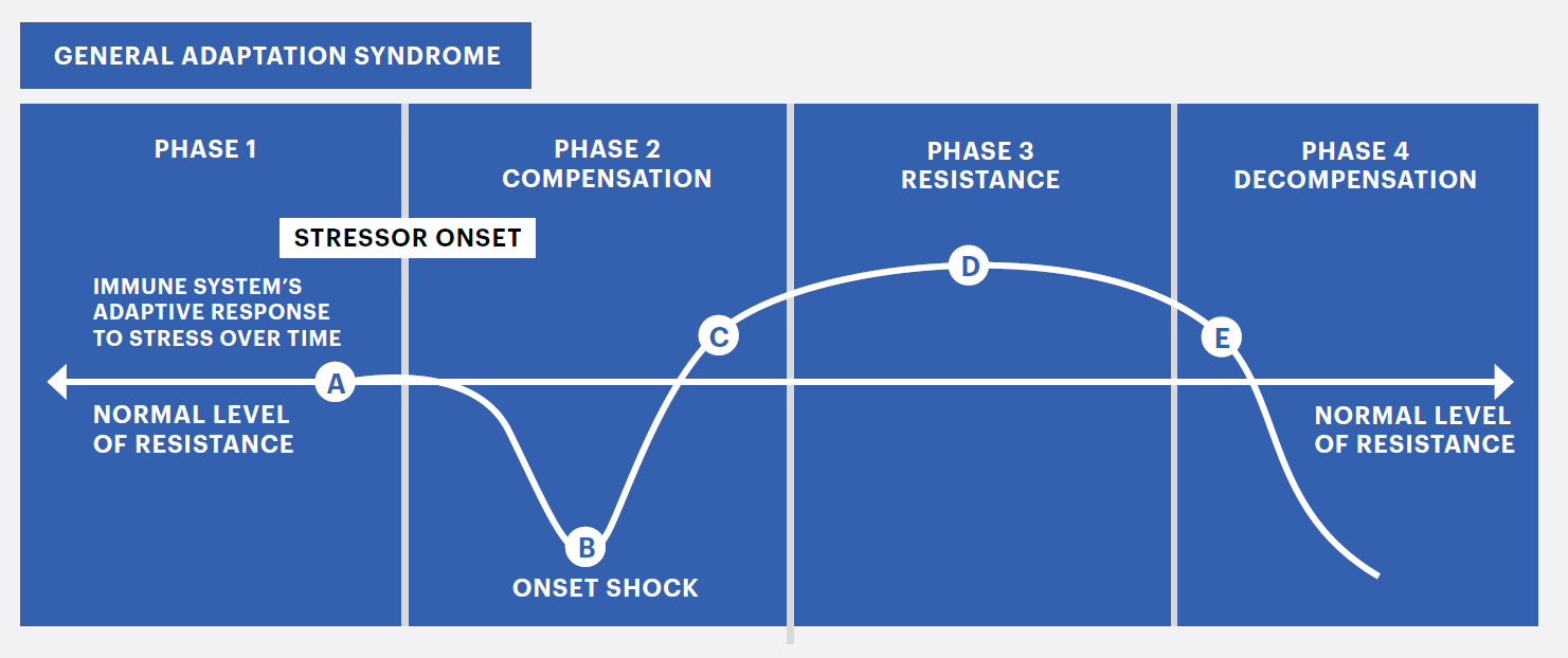General Adaptation Syndrome in Fitness Explained [December 2021]